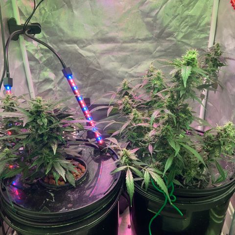 Next Generation Uschi growlog timeline photo