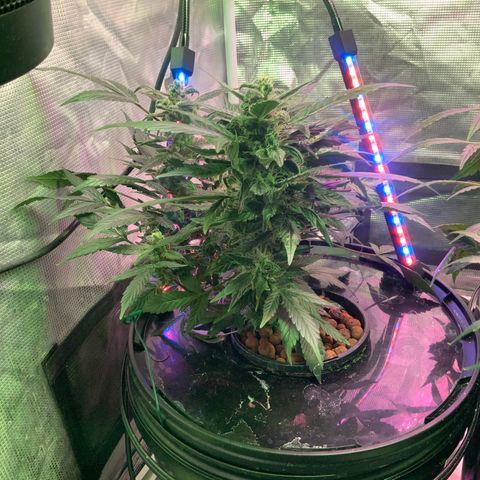 Next Generation Uschi growlog timeline photo