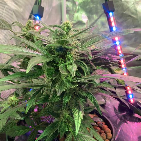 Next Generation Uschi growlog timeline photo