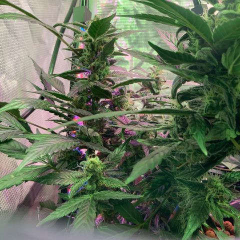 Next Generation Uschi growlog timeline photo