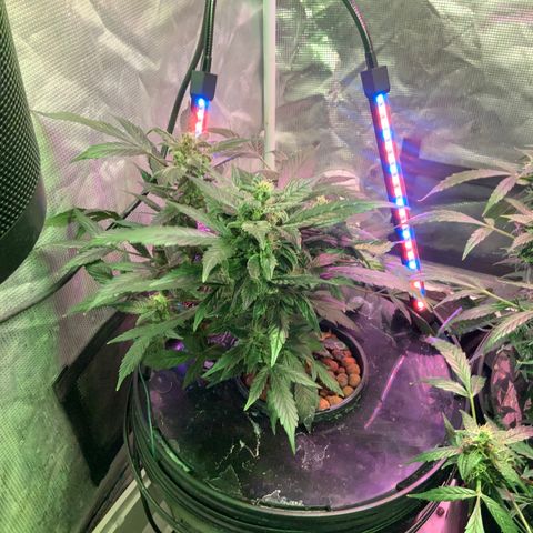 Next Generation Uschi growlog timeline photo
