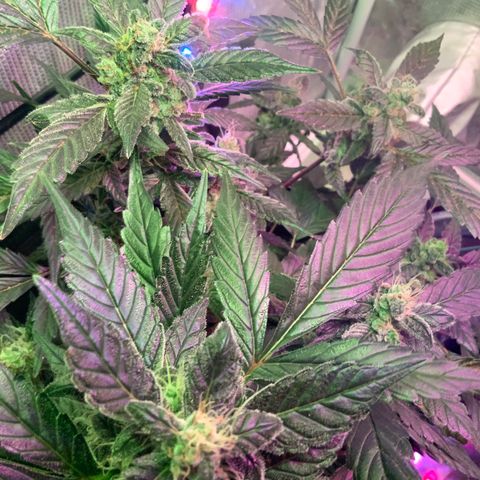 Next Generation Uschi growlog timeline photo