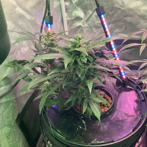 Next Generation Uschi growlog timeline photo