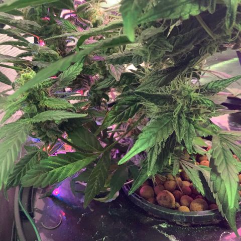 Next Generation Uschi growlog timeline photo