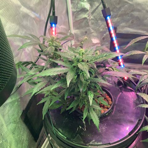 Next Generation Uschi growlog timeline photo