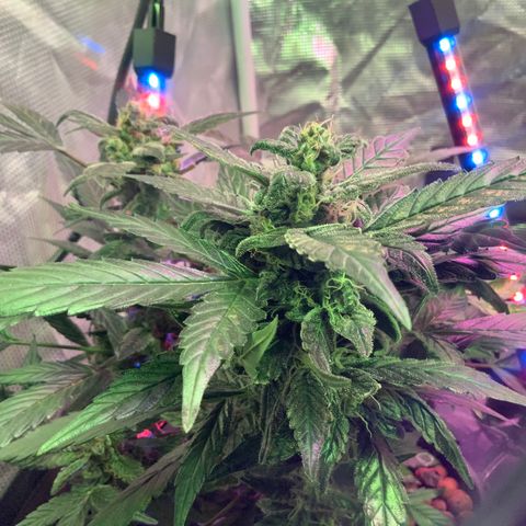 Next Generation Uschi growlog timeline photo