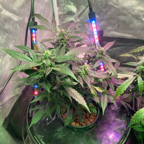 Next Generation Uschi growlog timeline photo