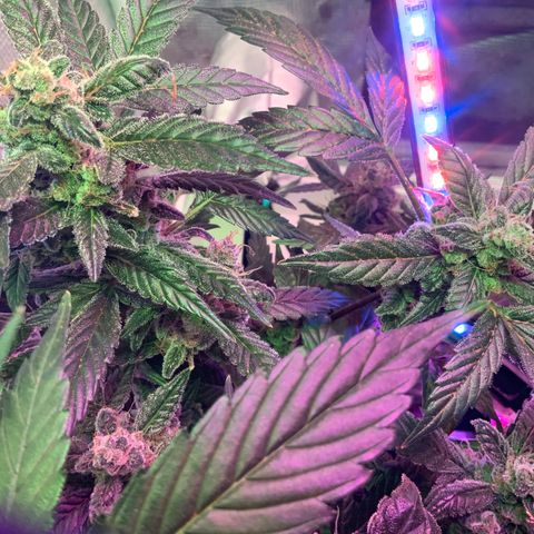 Next Generation Uschi growlog timeline photo