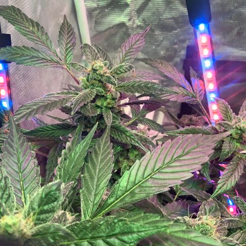 Next Generation Uschi growlog timeline photo
