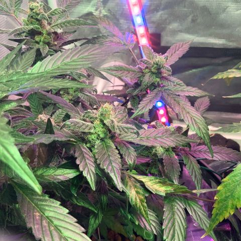 Next Generation Uschi growlog timeline photo