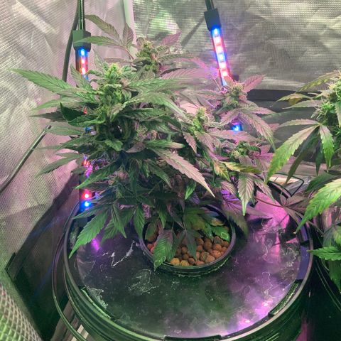 Next Generation Uschi growlog timeline photo