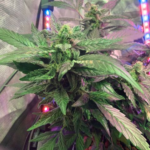 Next Generation Uschi growlog timeline photo