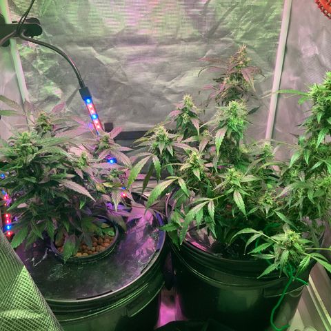 Next Generation Uschi growlog timeline photo