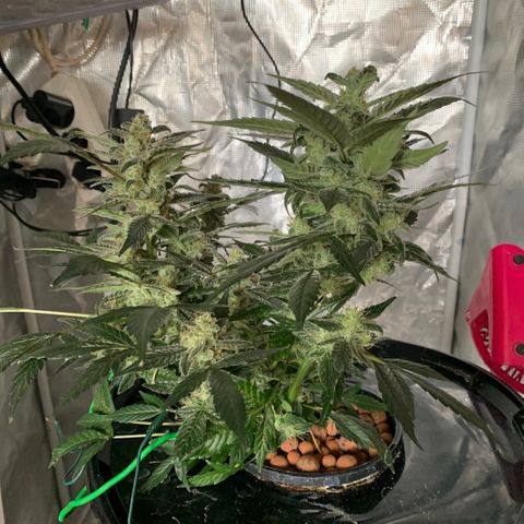 Next Generation Uschi growlog photo: Ernte