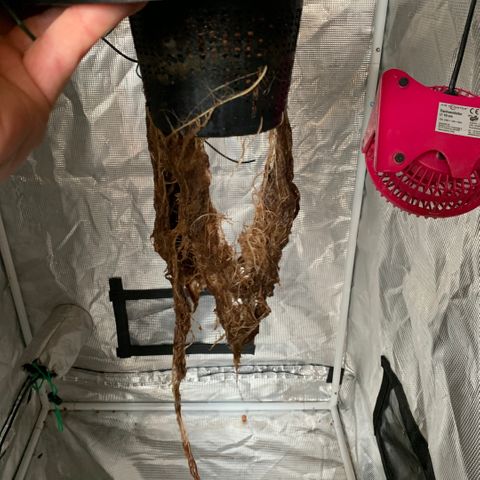 Next Generation Uschi growlog photo: Ernte