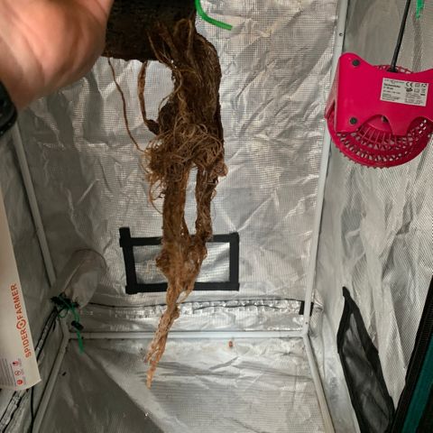 Next Generation Uschi growlog photo: Ernte