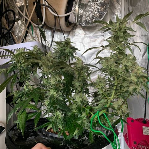 Next Generation Uschi growlog photo: Ernte