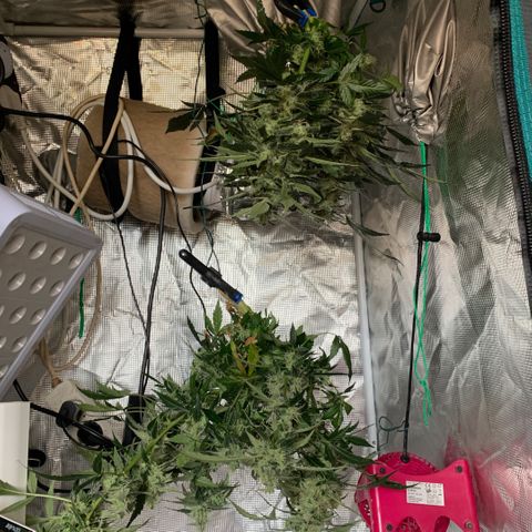 Next Generation Uschi growlog photo: Ernte
