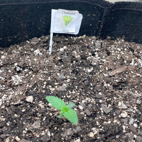 Diamond milk growlog timeline photo