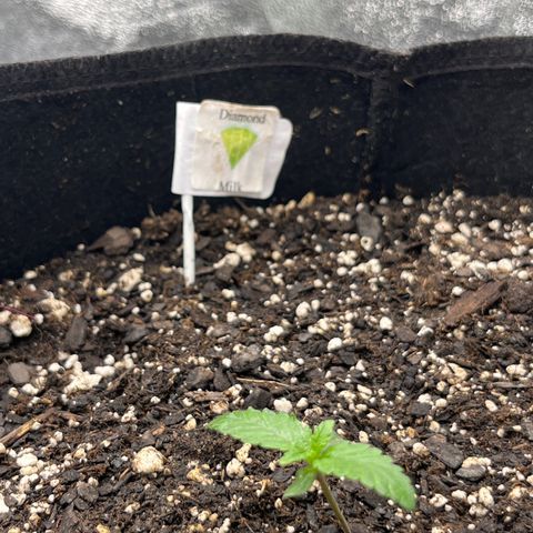 Diamond milk growlog photo: Sprayed insect repellent 