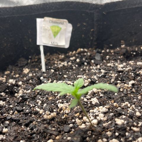 Diamond milk growlog timeline photo