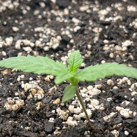 Diamond milk growlog timeline photo