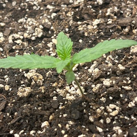 Diamond milk growlog timeline photo