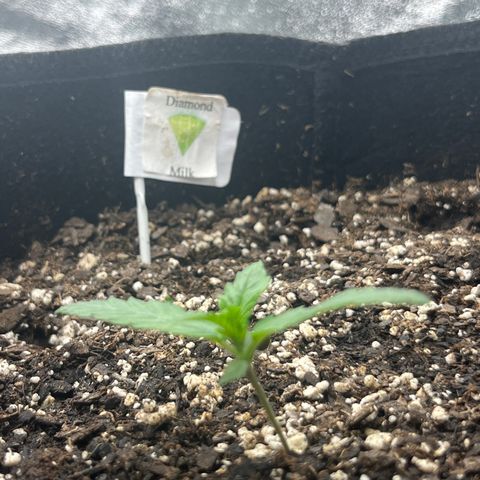 Diamond milk growlog timeline photo