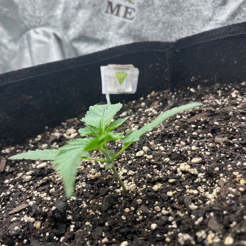 Diamond milk growlog timeline photo