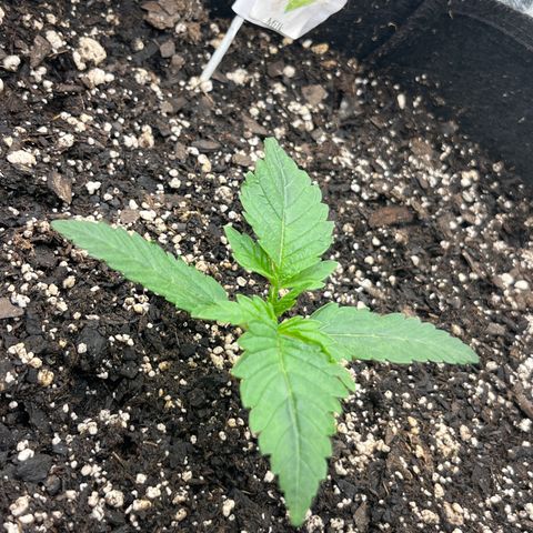Diamond milk growlog timeline photo