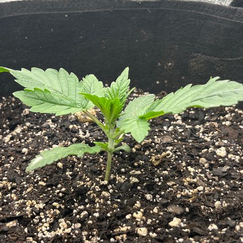 Diamond milk growlog timeline photo
