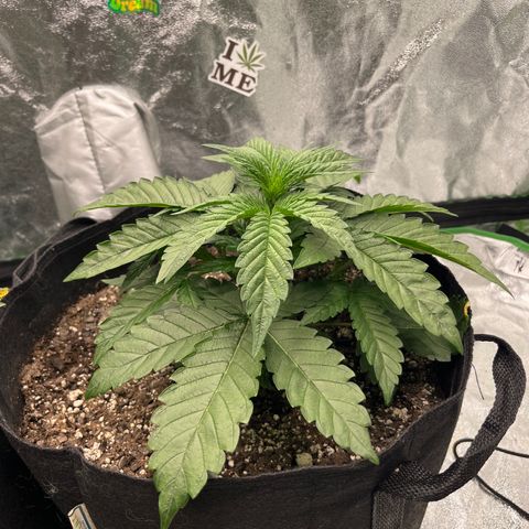 Diamond milk growlog timeline photo