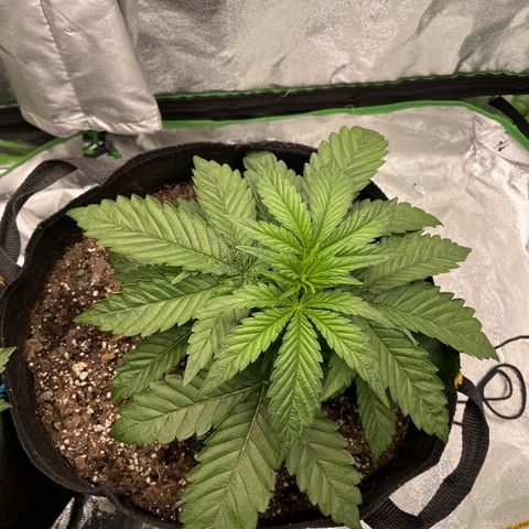 Diamond milk growlog timeline photo