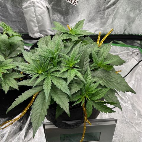 Diamond milk growlog timeline photo