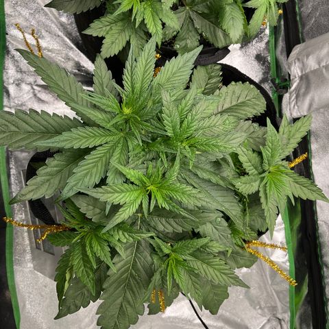 Diamond milk growlog timeline photo