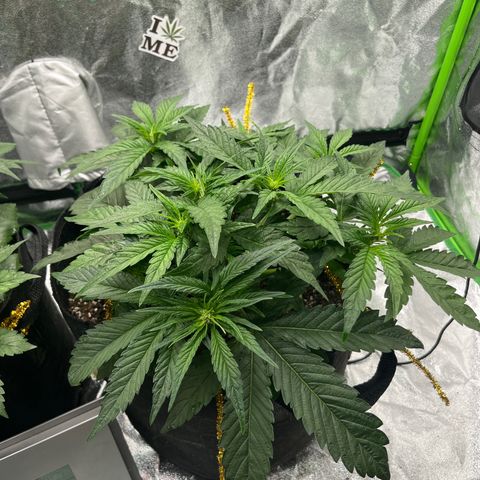 Diamond milk growlog timeline photo