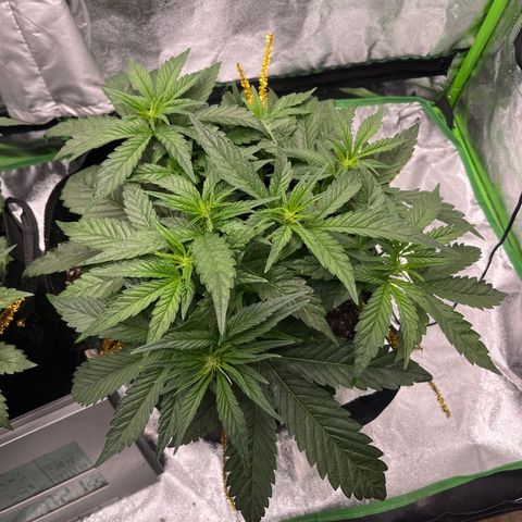 Diamond milk growlog timeline photo