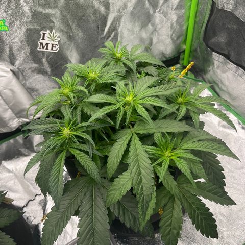 Diamond milk growlog timeline photo