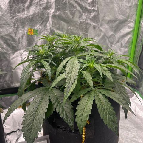 Diamond milk growlog timeline photo
