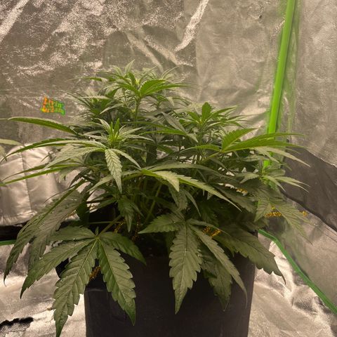 Diamond milk growlog timeline photo