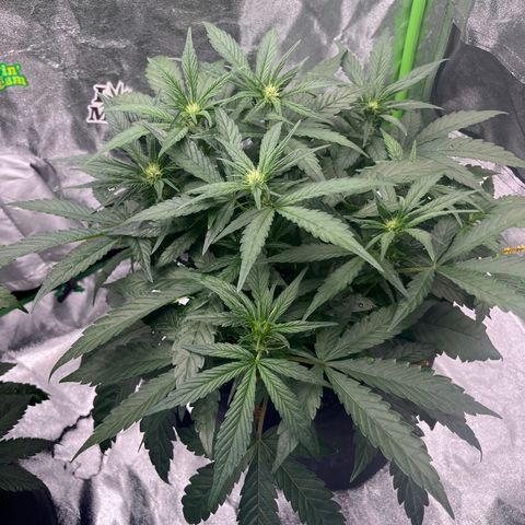 Diamond milk growlog timeline photo