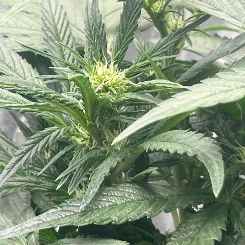 Diamond milk growlog timeline photo