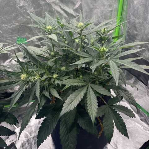 Diamond milk growlog timeline photo