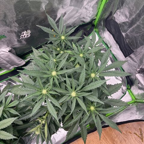 Diamond milk growlog timeline photo