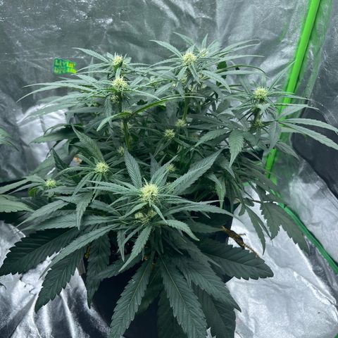 Diamond milk growlog timeline photo
