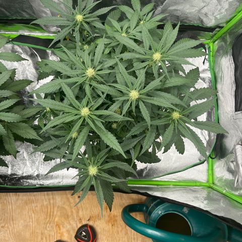 Diamond milk growlog timeline photo