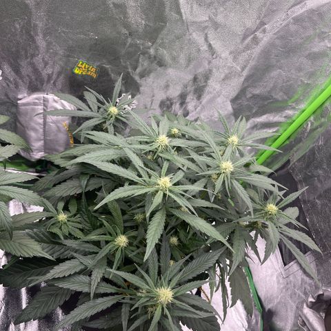 Diamond milk growlog timeline photo