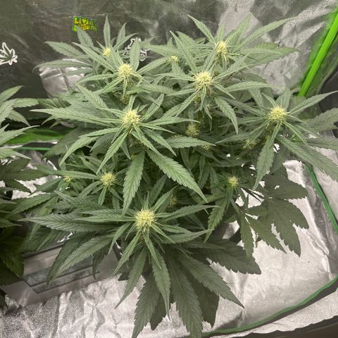Diamond milk growlog timeline photo