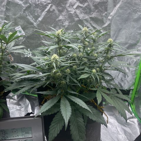 Diamond milk growlog timeline photo