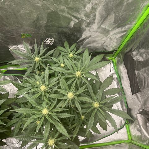 Diamond milk growlog timeline photo